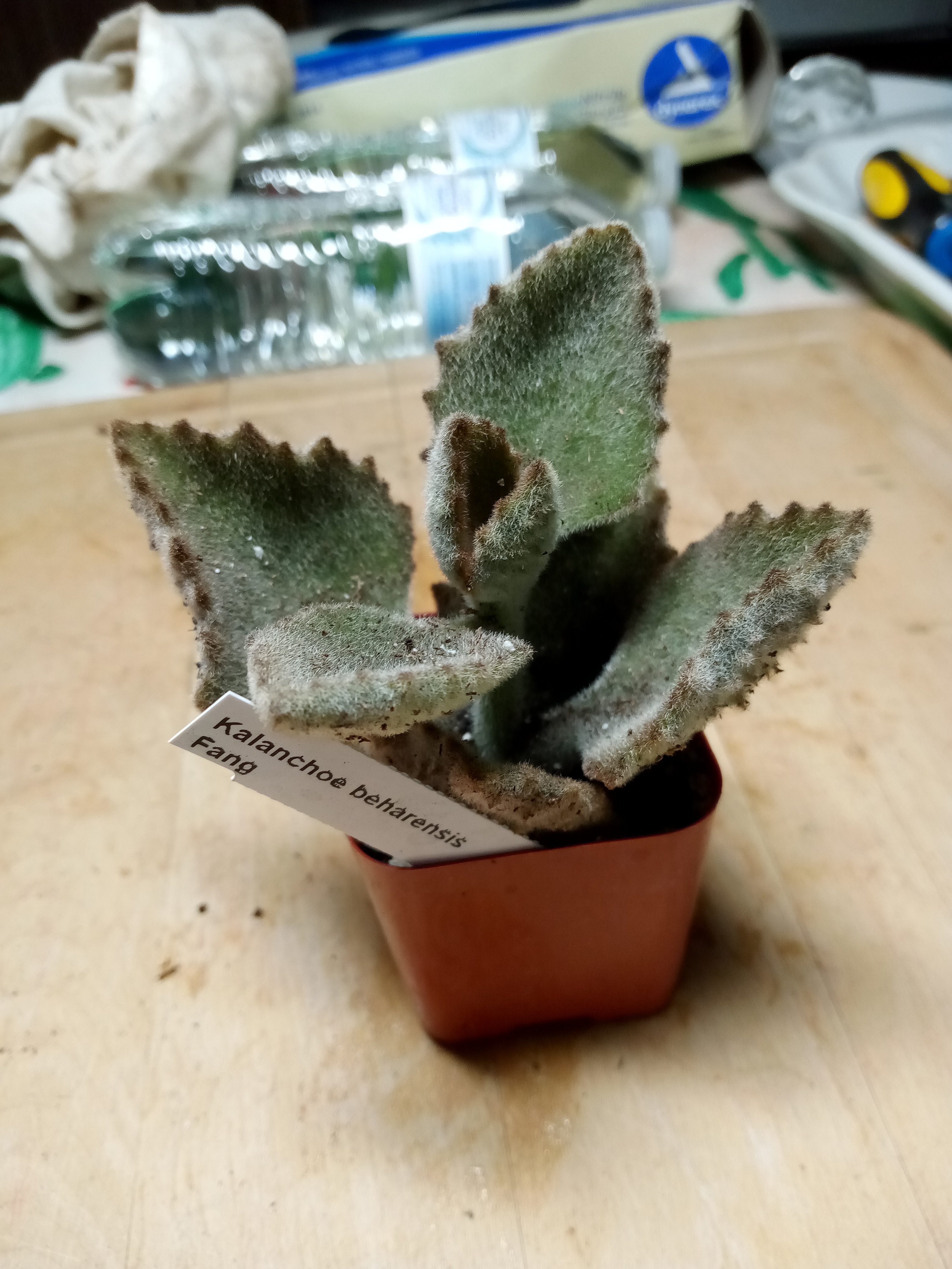 Kalanchoe beharensis Fang.jpg